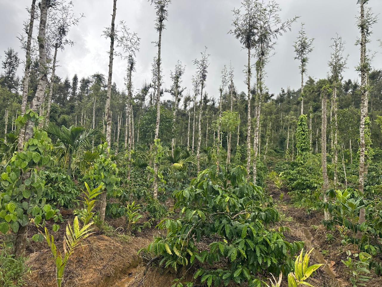 Chikkamagaluru, 18 km from city, 14 km from Mudigere city - 4.5-acre coffee and pepper plantation for sale, 