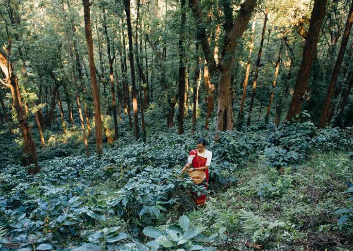 Chikkamgaluru - 251-acre coffee plantation