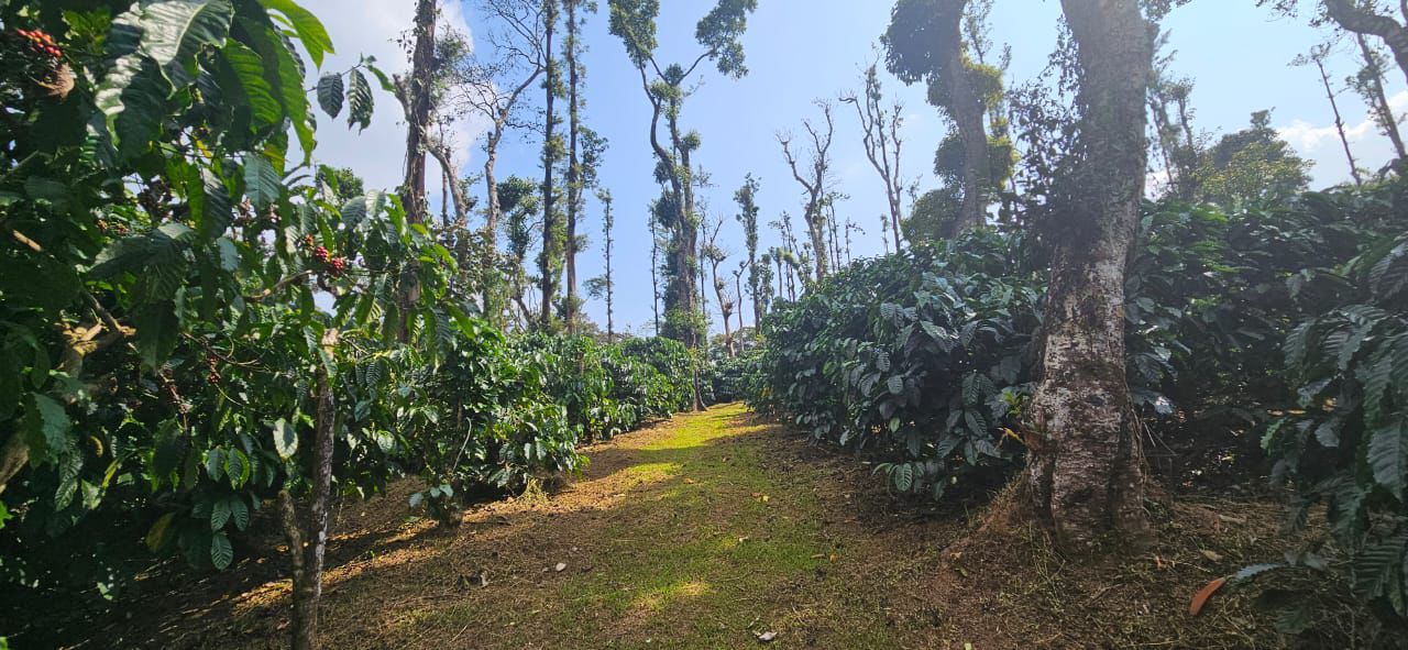 Coffee Estate for Sale in Sakleshpura  Property ID: 4054