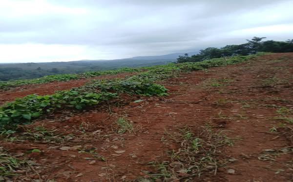  Dakshina Kannada, Mangalore, 8 km from Guruyanakere - 2.69 acres Varga + 50 cents Kumk