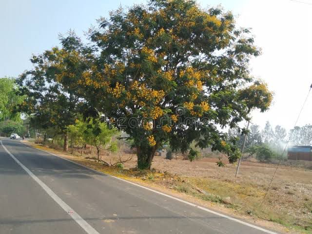 Doddaballapura, 10 km from Doddaballapura city bus stand - 12-acre land for sale