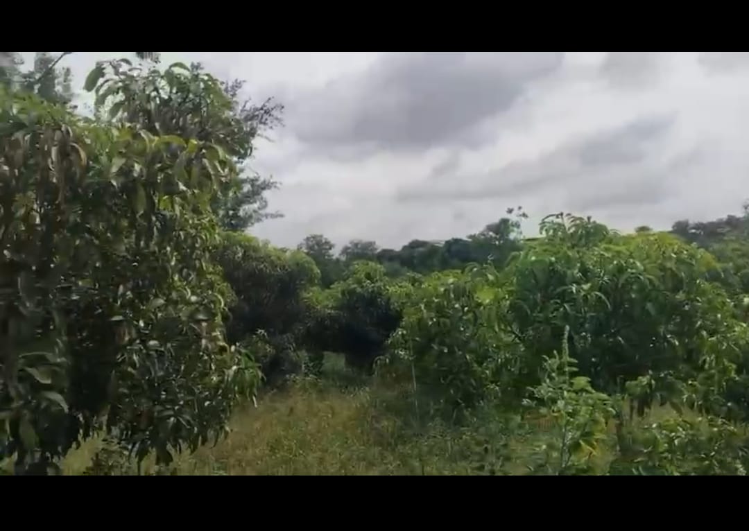  Kutgal hobli, Ramangara - Bengaluru south district - 6-acre mango plantation for sale
