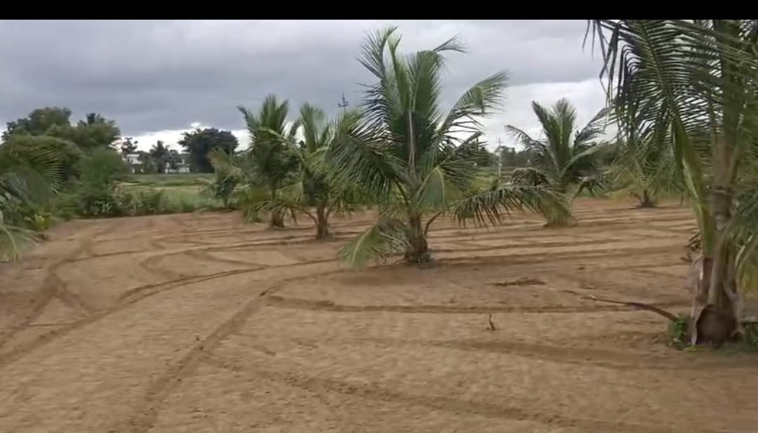 Maddur, Mandya district, Athgur hobli - 3 acre 20 gunta coconut plantation for sale,