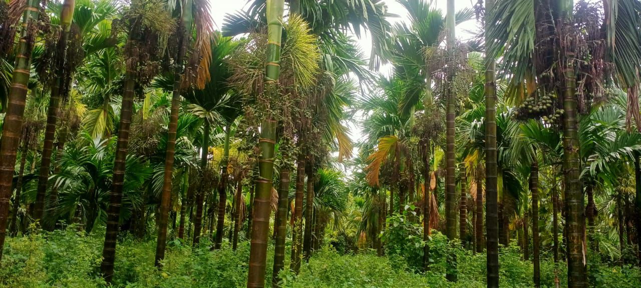 Moodbidre, Mangalore - Land Area: 1 acre 65 cents