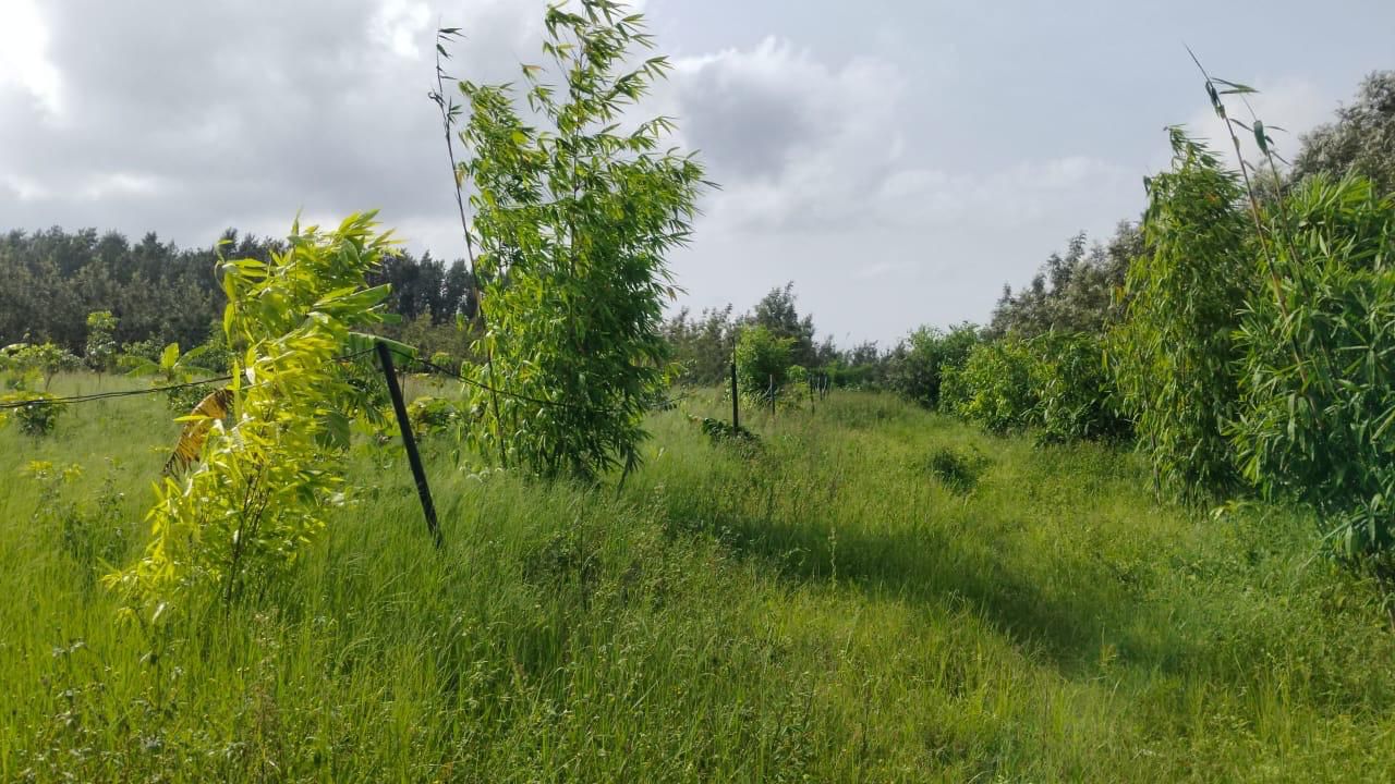 Mudigere road, 11 km from Belur city - 4.5-acre agri land for sale