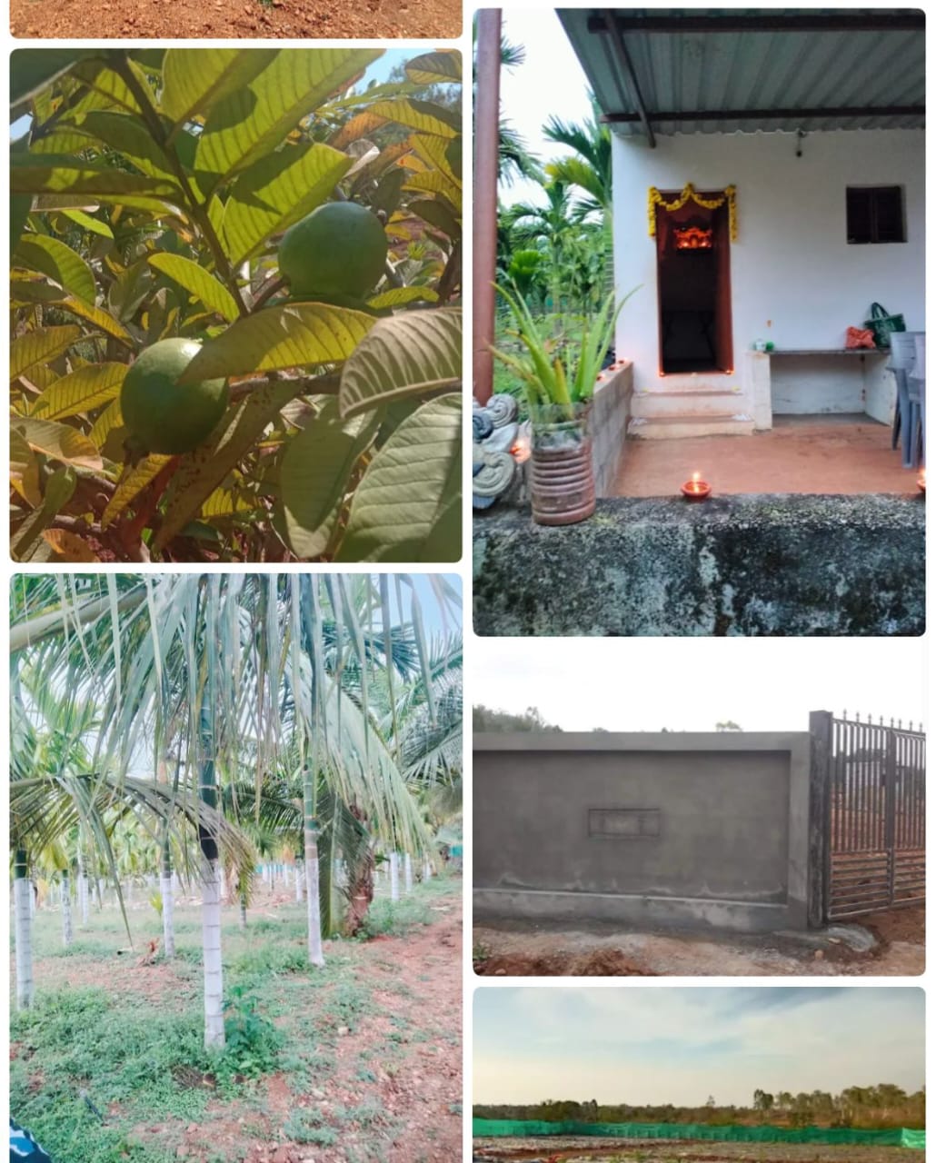  Mysuru, 16 km from Mysuru palace - Land Area: 6 acres