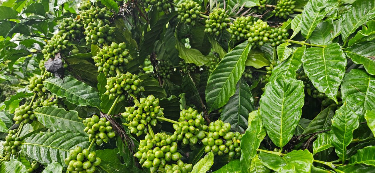 Property ID – 5134*  ☕🌿 *90 Acre Coffee & Pepper Estate for Sale – Alur Taluk, Hassan* 🌄 (Just 20 km from Hassan City | 500 mtrs from SH Road