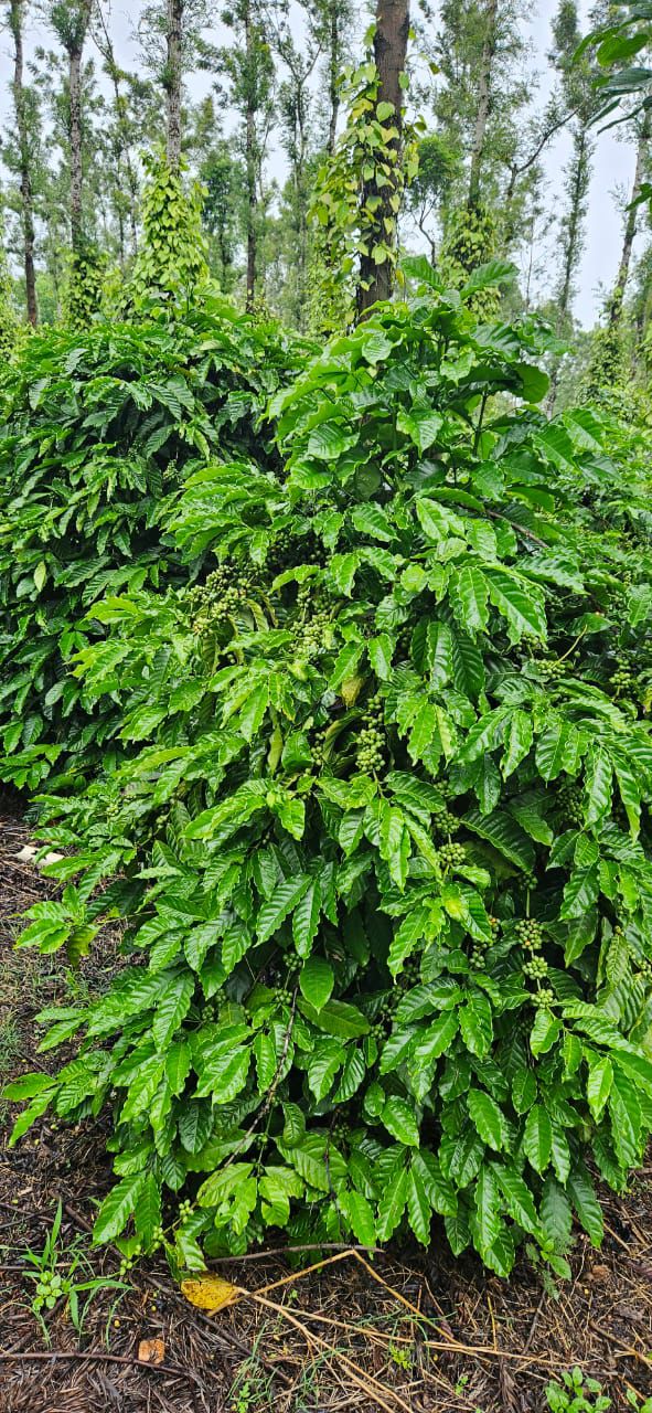 Property ID – 5134*  ☕🌿 *90 Acre Coffee & Pepper Estate for Sale – Alur Taluk, Hassan* 🌄 (Just 20 km from Hassan City | 500 mtrs from SH Road