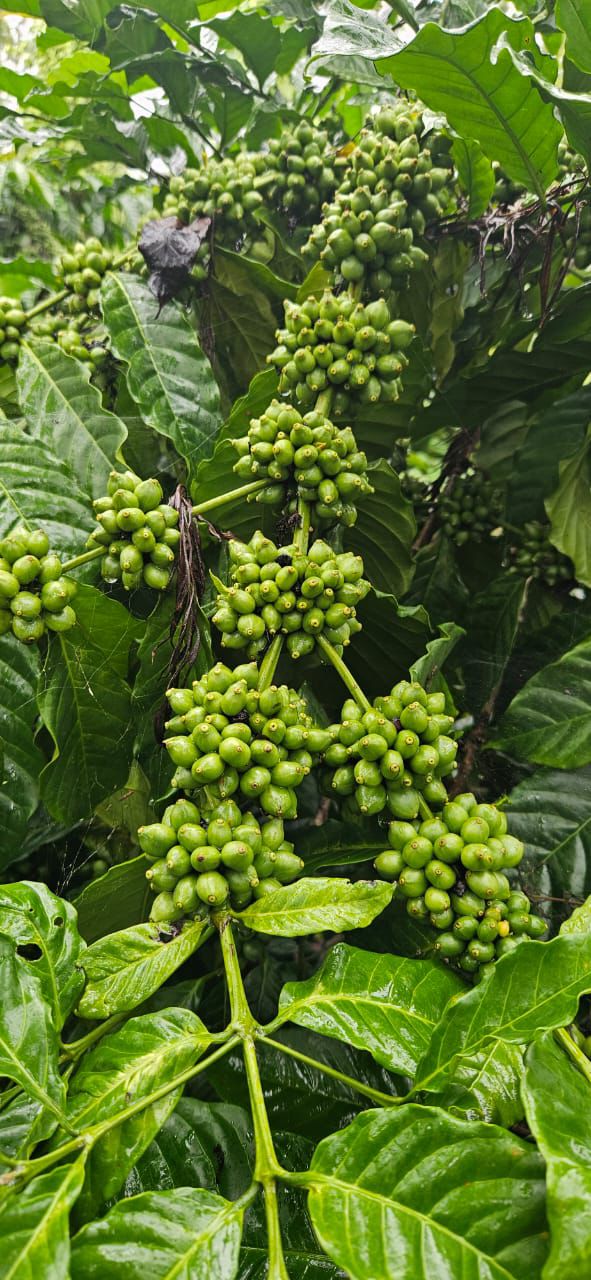 Property ID – 5134*  ☕🌿 *90 Acre Coffee & Pepper Estate for Sale – Alur Taluk, Hassan* 🌄 (Just 20 km from Hassan City | 500 mtrs from SH Road