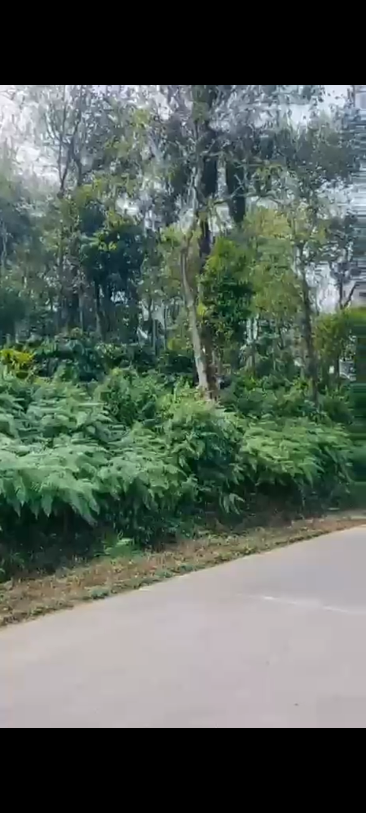 Property ID – 5133*  ☕🌄 1.5 Acre Premium Coffee Estate for Sale – Just 2 km from Madikeri Circle (Coorg) 🌿