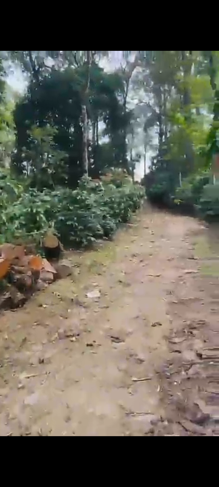 Property ID – 5133*  ☕🌄 1.5 Acre Premium Coffee Estate for Sale – Just 2 km from Madikeri Circle (Coorg) 🌿