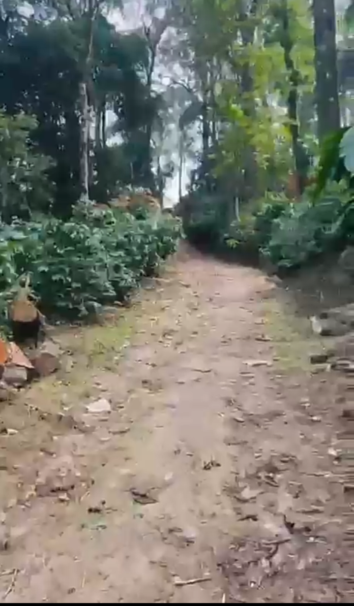 Property ID – 5133*  ☕🌄 1.5 Acre Premium Coffee Estate for Sale – Just 2 km from Madikeri Circle (Coorg) 🌿