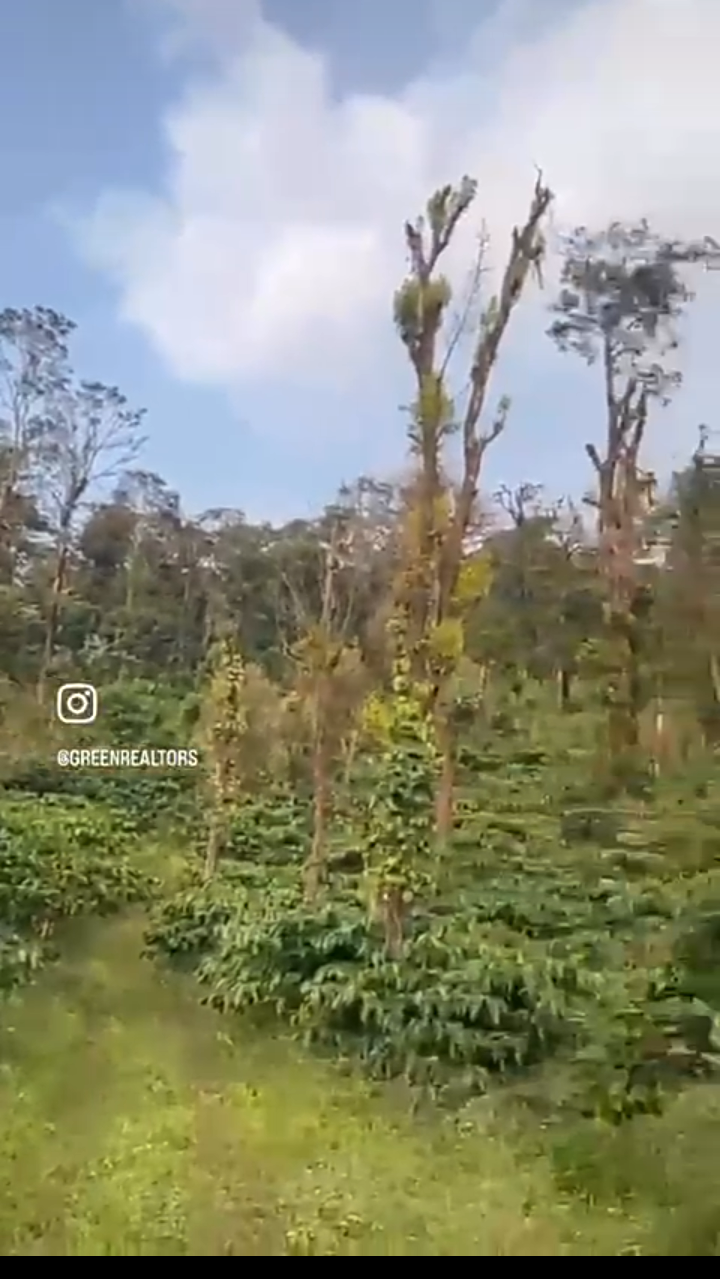 🆔 *Property ID – 5125*  🏞️🌿 *1.42 Acre Highway-Touch Property for Sale – Near Madikeri* (Mangalore Highway